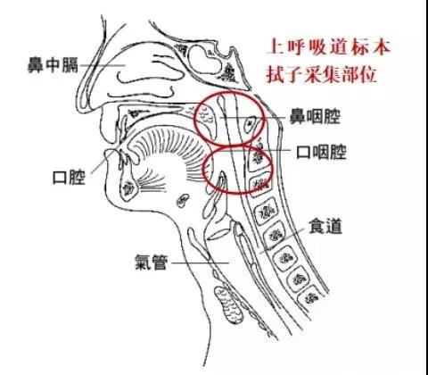 上呼吸道標(biāo)本拭子采集部位.png